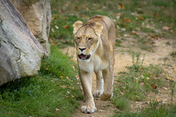 Beautiful lioness in a park © AUFORT Jérome