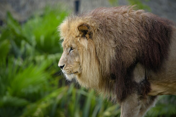 Beautiful lion in a park © AUFORT Jérome
