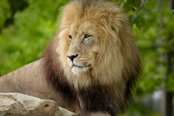 Beautiful lion in a park © AUFORT Jérome