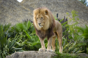 Beautiful lion in a park © AUFORT Jérome
