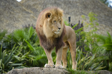 Beautiful lion in a park © AUFORT Jérome