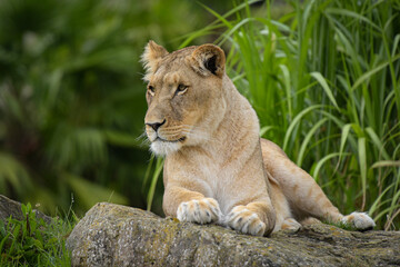 Beautiful lioness in a park © AUFORT Jérome