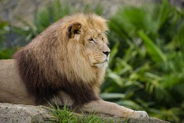 Beautiful lion in a park © AUFORT Jérome