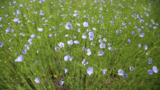 Field of flax blooming in a countryside. Agriculture, the cultivation of flax