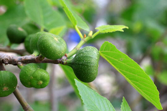 incir fresh green fig fruit on the branch