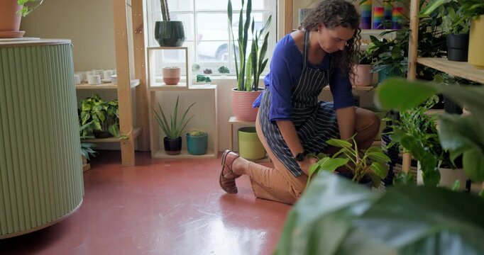 Nonbinary African shop worker entering right in apron kneeling lifting purple planter arranging