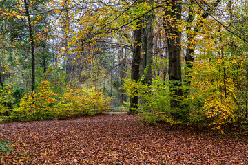 Obraz premium Golden autumn view in famous Munich relax place - Englischer Garten. Munich, Bavaria, Germany