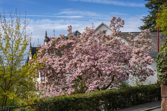 Hausbaum imm Vorgarten Zeit der Magnolienbl&uuml;te in Marburg