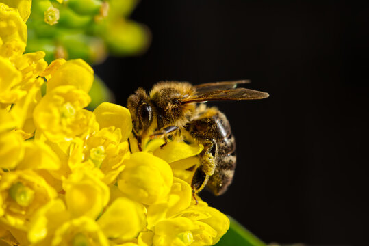 Honey bee collecting pollen on yellow flower macro during spring pollination in a garden for biodiversity and nature conservation with black background.