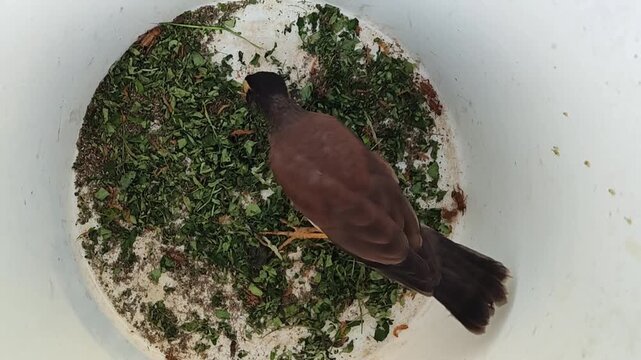 Video of an endangered Nias Starling (Gracula robusta) consuming a live cricket. This shot highlights the specific insectivorous diet of Nias Hill Mynas and the distinctive yellow wattles of this rare