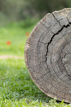 cross section of tree stump