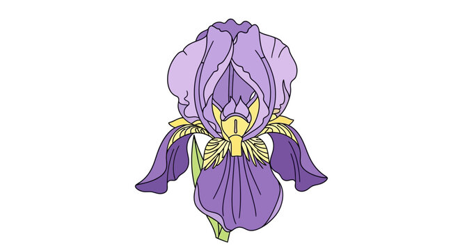 Purple Iris Flower Close Up View.