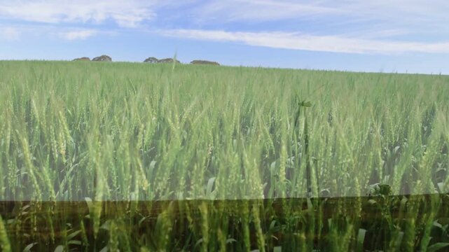 Camera zooming into wheat field, dark bar rising, turbine receding, showing crop growth for farming