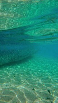 Sea Needle watches for prey in long, dense school of Silversides Atherina gathered in shallow water during spawning season, stretching out in lengthy chain alongside shore. Garfish hunts bait balls.