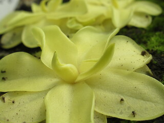 Zbliżenie na rośliny z gatunku pinguicula © Kumulugma