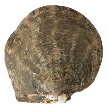 Pearl oyster Pinctada margaritifera isolated on transparent background. Closeup saltwater mollusk.