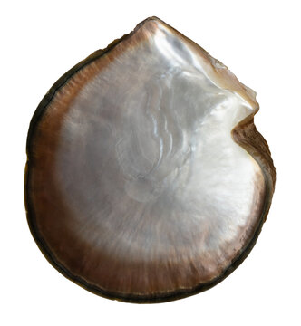 Pearl oyster Pinctada margaritifera isolated on transparent background. Closeup saltwater mollusk.