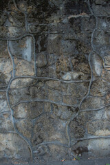 Fototapeta premium Stone wall with natural roots growing across in outdoor setting