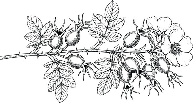 Blackberry Branch with Leaves and Fruit Vector Illustration
