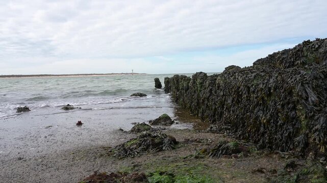 North sea coast, rocks covered with brown algae, low tide, seaweed or kelp grows on rocky coasts, tidal flats, marine region, ecosystem, habitat for organisms
