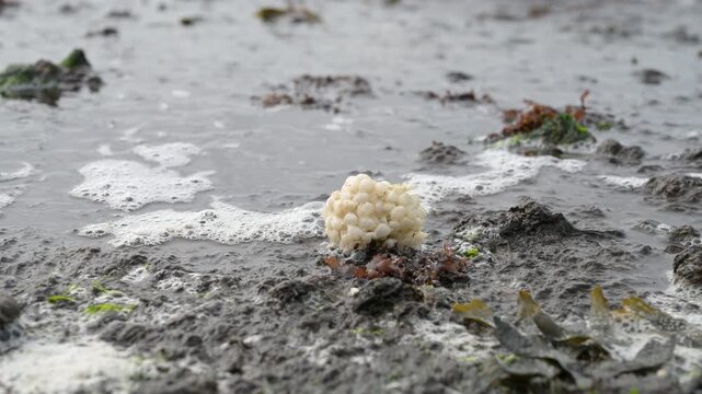 Egg clump of whelk snail washed up on beach, low tide North sea coast, and tidal flats, maritime ecosystem, habitat for organisms