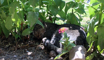 kitten sleeping hidden among vegetation © Isabela