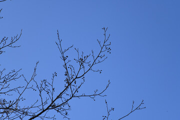 Obraz premium Alder Twigs