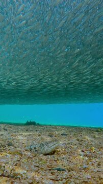 Lizardfish stalking large Silversides Atherina school in shallow water over sand at spawning migration. Clear underwater footage of fish migration and hunting behavior in coastal ecosystem