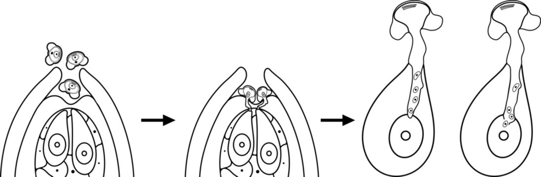 Coloring page with stages of pollination and fertilization in spruce
