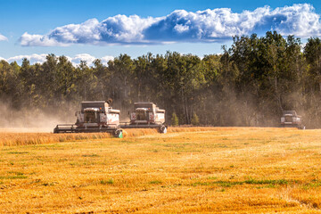 Fototapeta premium Modern combine harvesters working in the field on a clear sunny day