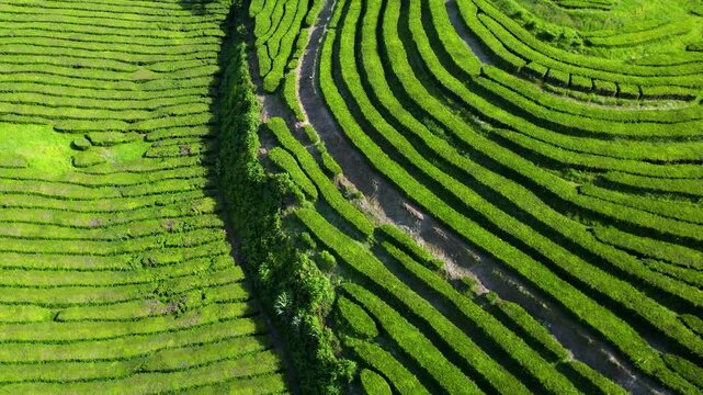 Portugal Azores 4K Aerial Drone Video of Cha Gorreana Tea Plantation on San Miguel Island with Green Geometric Patterns and Dense Rows Agriculture Landscape Travel