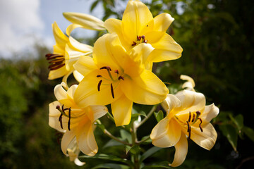 Gelbe Lilien vor dem Himmel. © Bozena