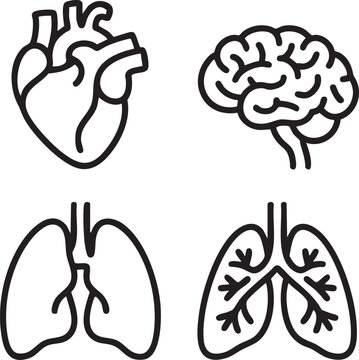 Vector graphic illustration of human heart brain and lungs in simple line art style for medical or educational use instantly.