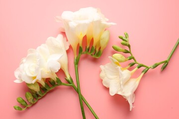 Fototapeta premium Beautiful freesia flowers on pink background, flat lay