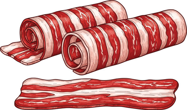 Realistic hand drawn vector illustration of raw bacon strips and rolled pork belly slices for breakfast food menus and butchery