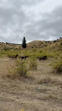 Herd of horses running through a dry field in the countryside.