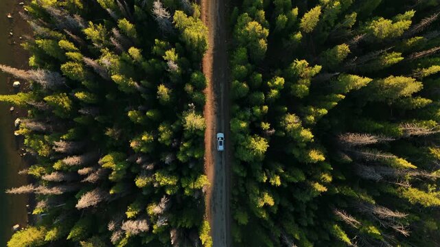 Aerial top-down view of white car traveling along Beartooth Highway in Montana surrounded by lush green pine trees during golden hour with warm sunlight illuminating the forest canopy.
