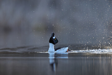 Gągoł (Bucephala clangula), goldeneye © Bartosz Rakoczy