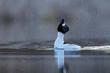 Gągoł (Bucephala clangula), goldeneye © Bartosz Rakoczy