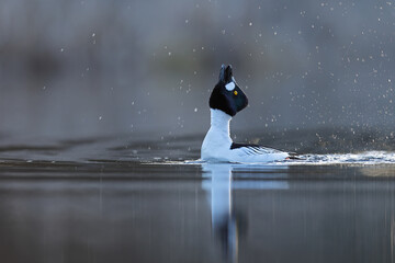Gągoł (Bucephala clangula), goldeneye © Bartosz Rakoczy