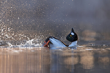 Gągoł (Bucephala clangula), goldeneye © Bartosz Rakoczy