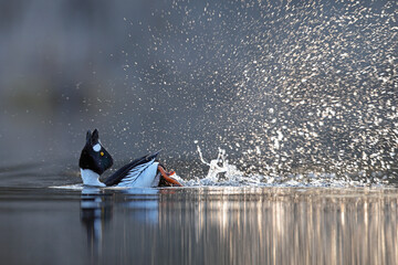 Gągoł (Bucephala clangula), goldeneye © Bartosz Rakoczy