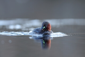 Perkozek (Tachybaptus ruficollis) Little crab © Bartosz Rakoczy