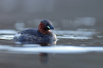 Perkozek (Tachybaptus ruficollis) Little crab © Bartosz Rakoczy