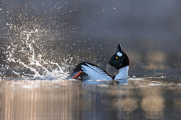 Gągoł (Bucephala clangula), goldeneye © Bartosz Rakoczy