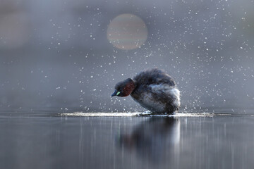 Perkozek (Tachybaptus ruficollis) Little crab © Bartosz Rakoczy