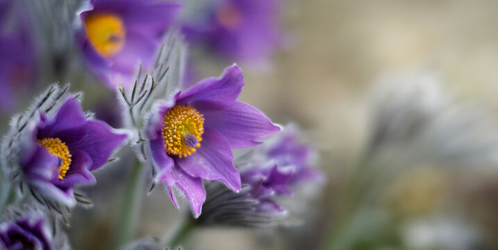 Cluster of delicate purple pasque flowers (pulsatilla) growing among rocks in early spring. Close up, macro shot. Soft fuzzy stems and buds with vibrant violet petals captured in natural light.