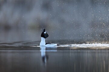 Gągoł (Bucephala clangula), goldeneye © Bartosz Rakoczy