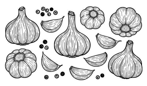 Garlic and peppercorn hand drawn sketch collection black and white vector isolated on white background