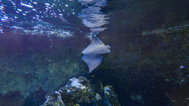 Cownose ray underwater in a giant aquarium.